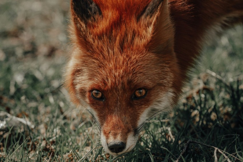 close up photo of red fox standing on green grass