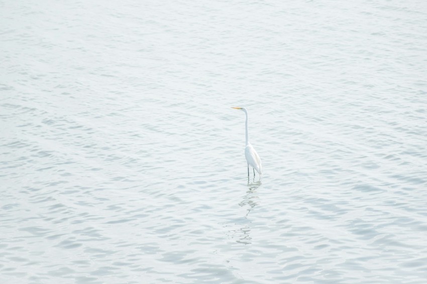 white bird on seashore