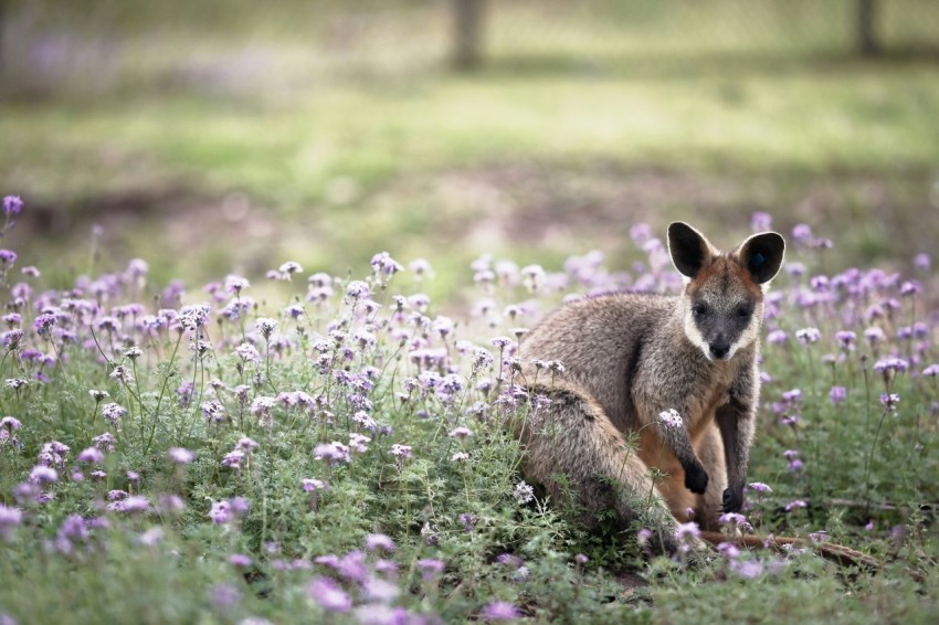 brown animal surrounded by flowers