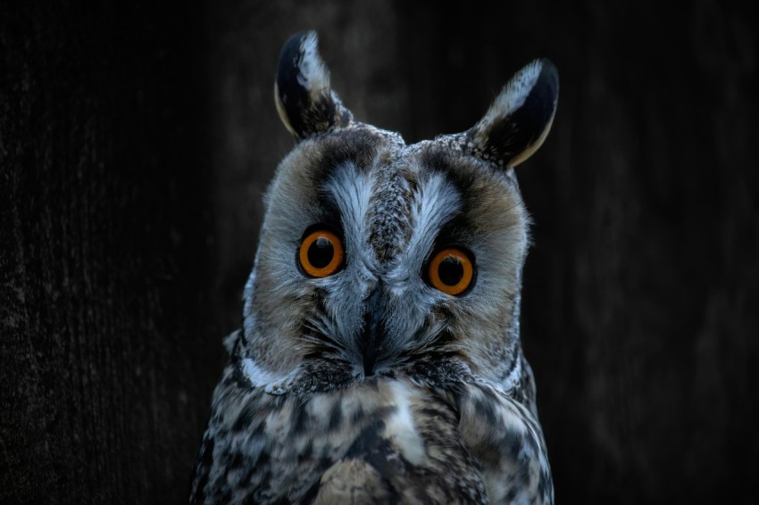 an owl with orange eyes