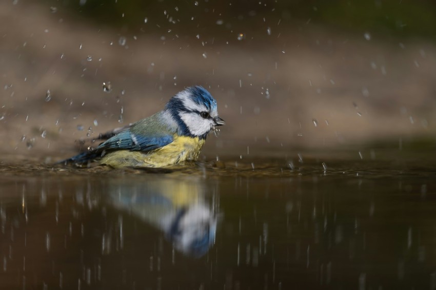 blue and yellow bird on brown tree branch