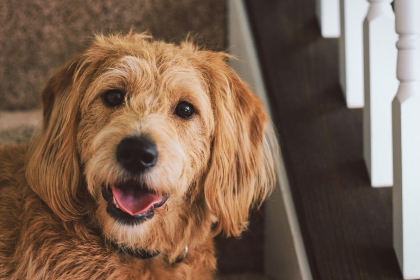 long coated brown dog on stairs