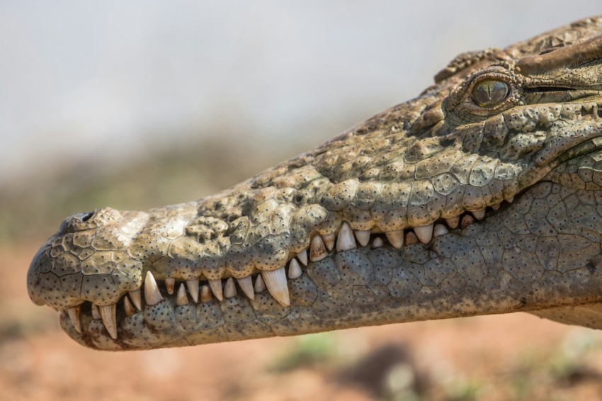 shallow focus photography of crocodile head IZd81d