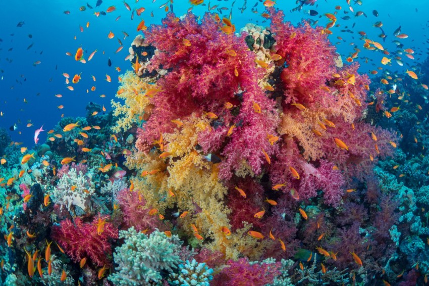 a coral reef with fish