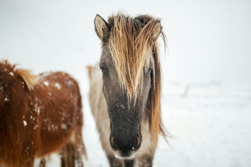 a couple of horses standing in the snow