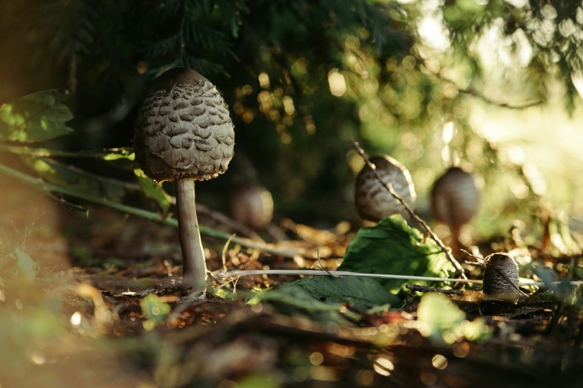 close up photography of brown mushroom