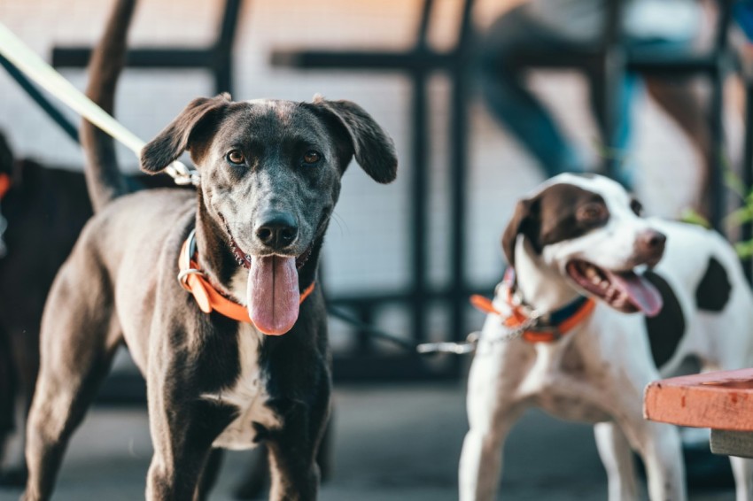 selective focus photography of two brown and white dogs with collar C