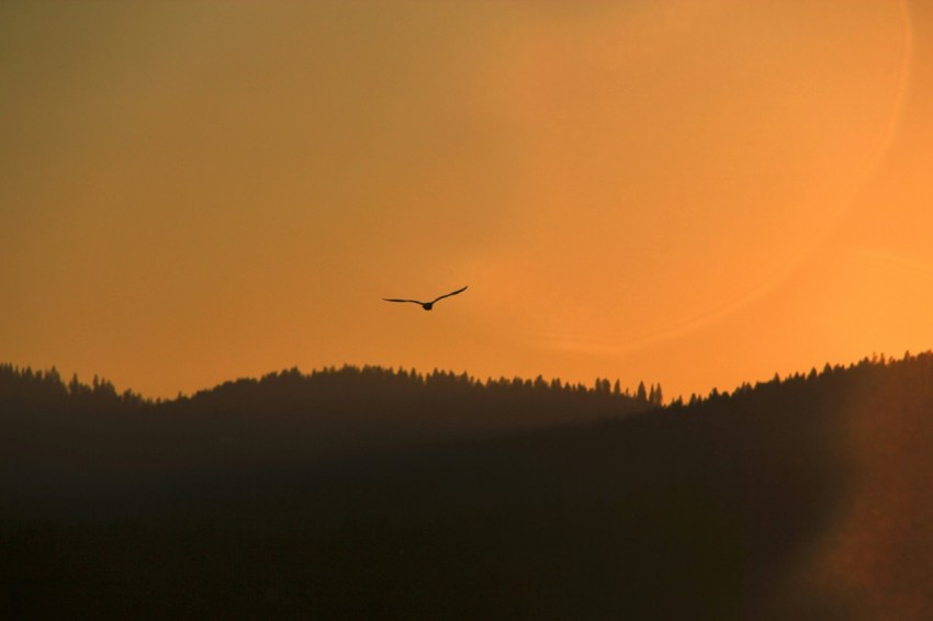 silhouette of bird flying on sky during golden hour