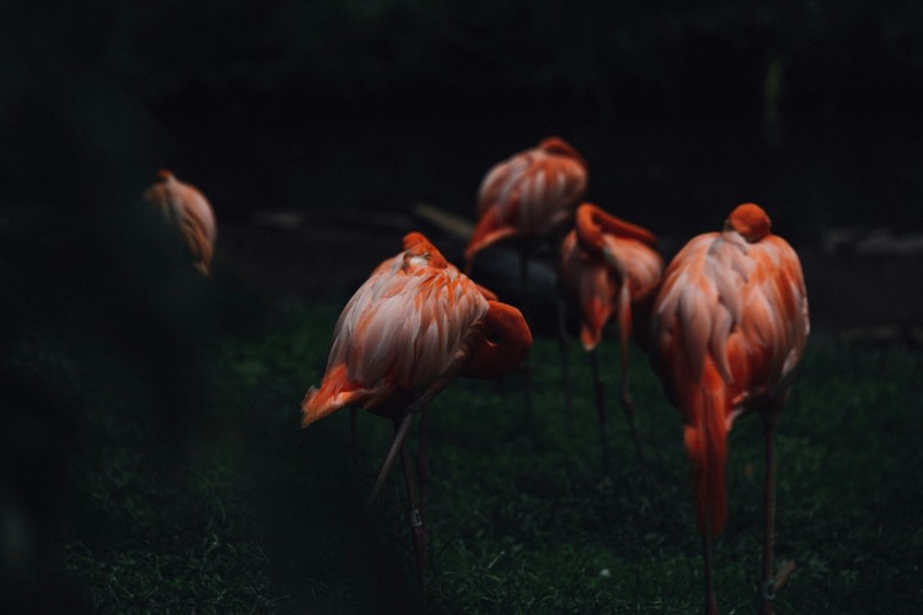 selective focus photography of flamingos 3w