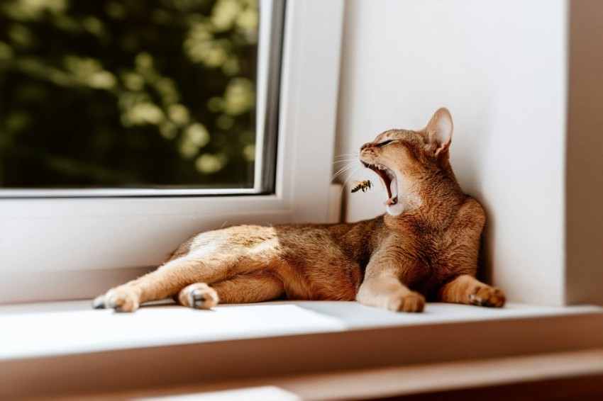 a cat yawns while sitting on a window sill