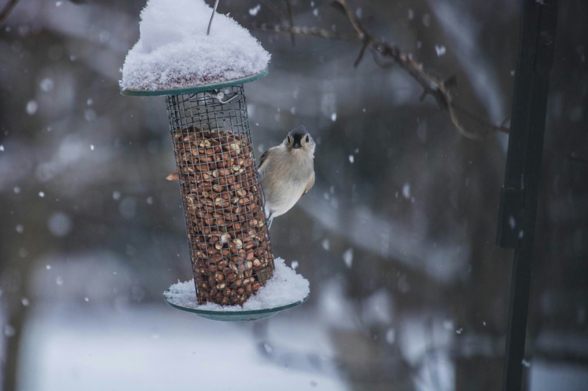 gray passerine bird perching on gray metal birdfeeder selective focus photography rT