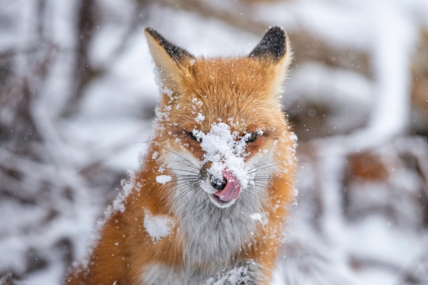 a close up of a fox in the snow