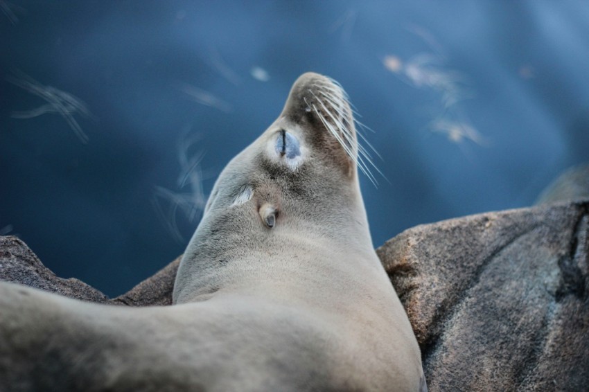 close up photo of grey sea lion