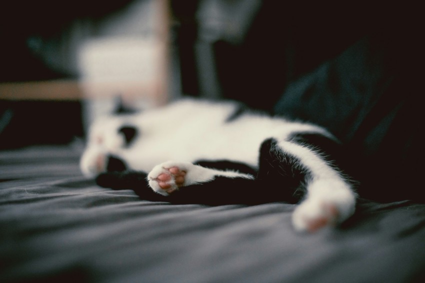 white and black cat sleeping on black couch