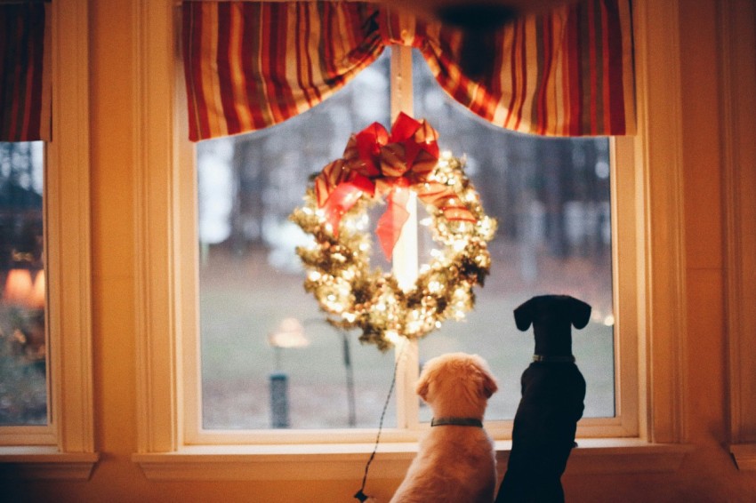 two dogs standing in front of window SH_1Kl