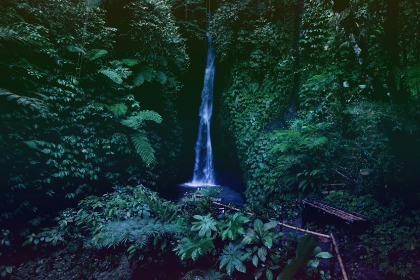 raging waterfalls surrounded by plants