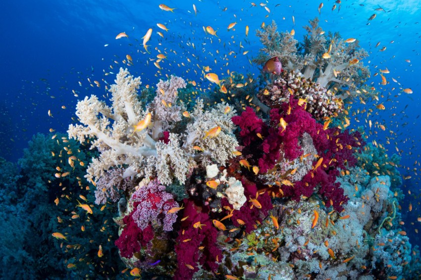 a large group of fish swimming over a colorful coral reef