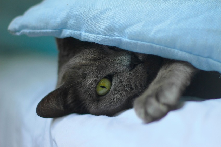 grey cat lying on white textile izL9