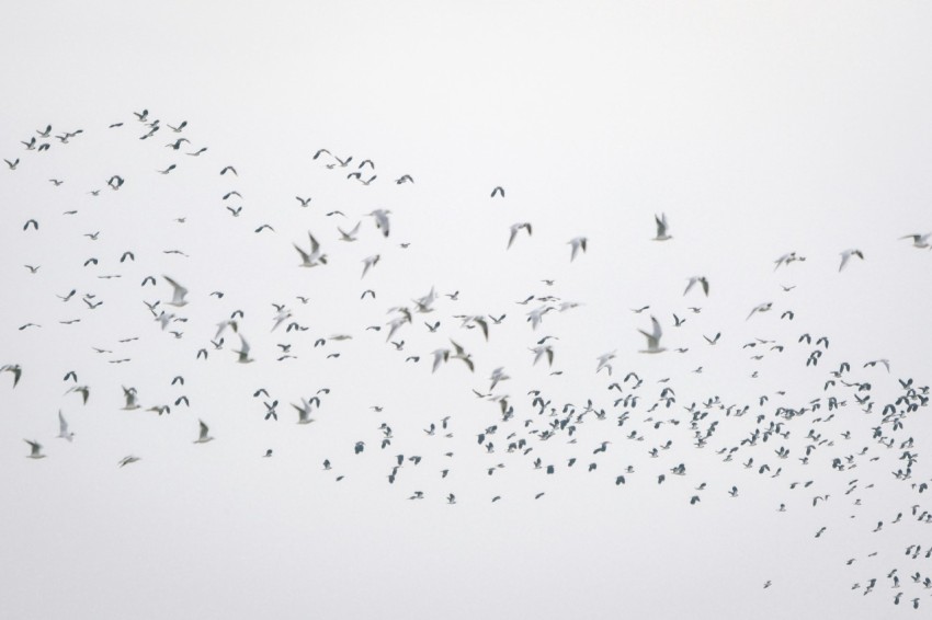 a flock of birds flying in the sky