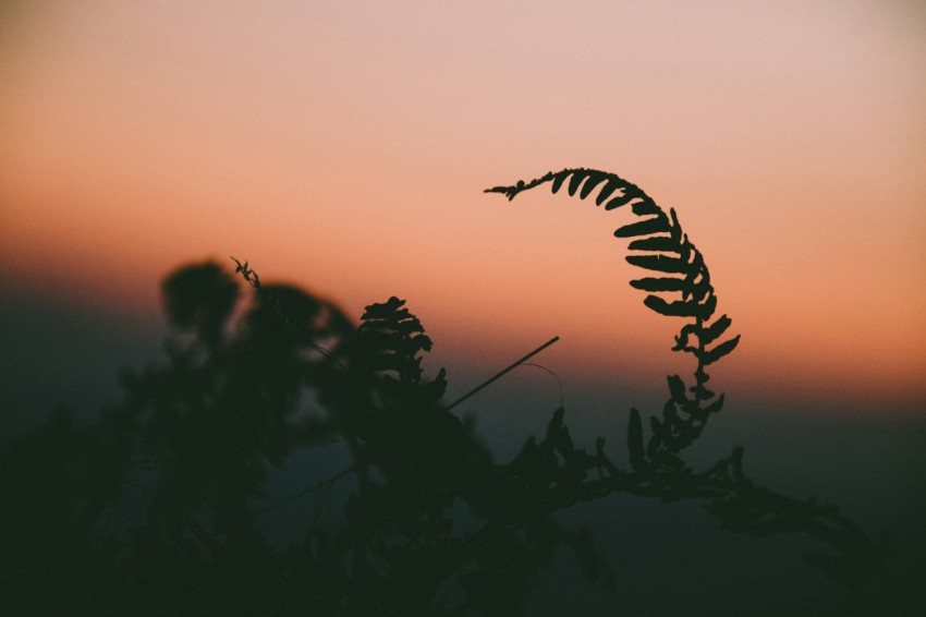 close up photo of fern plant