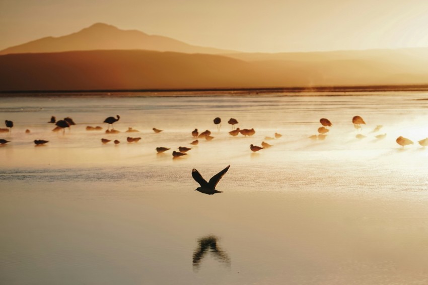 flock of birds in seashore