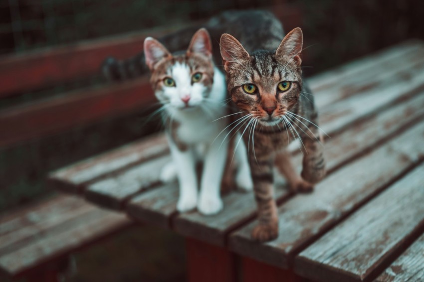 two cats on table