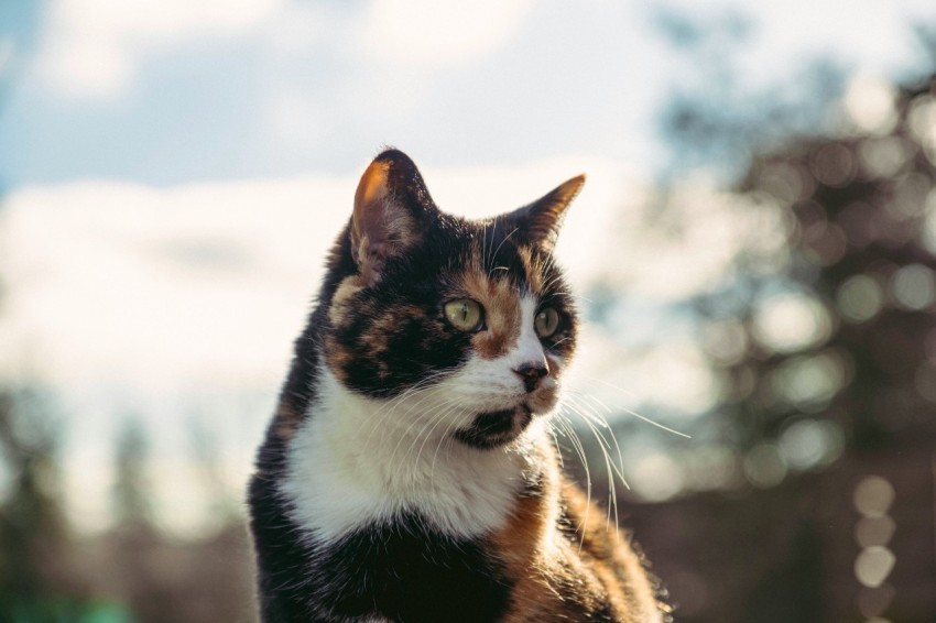 black and white cat on snow covered ground during daytime