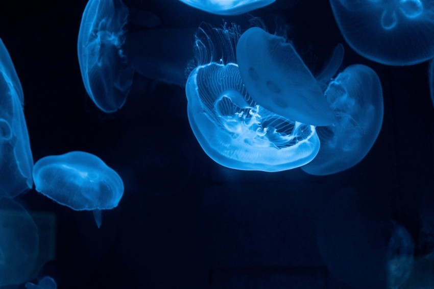 blue jellyfish lot close up photography