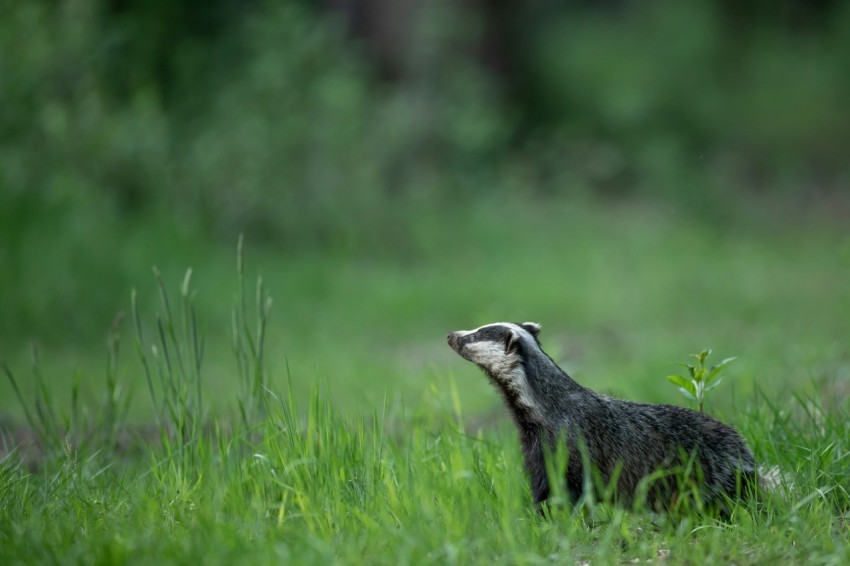 black and white animal on green grass field during daytime