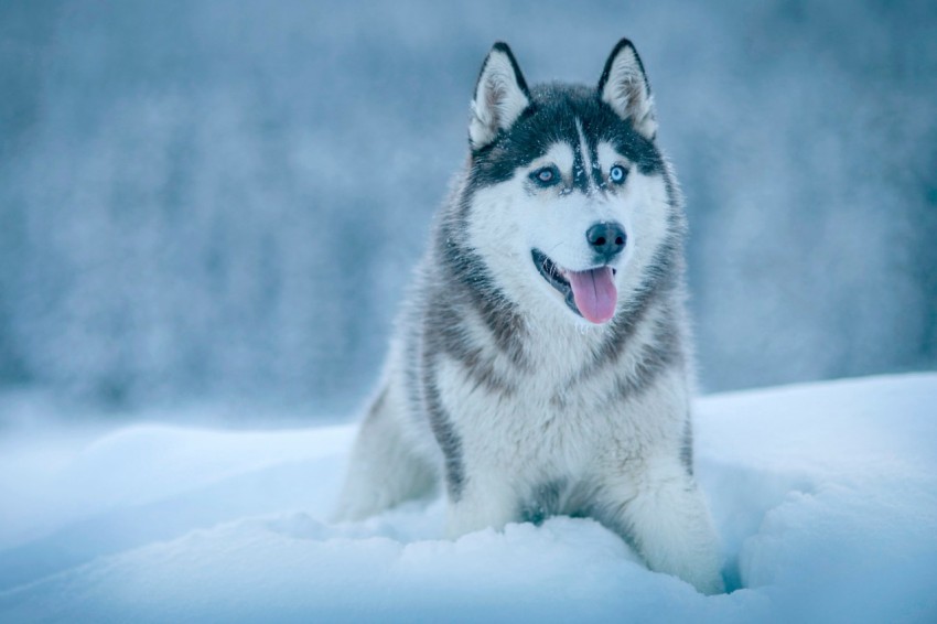 alaskan malamute walking on snow field