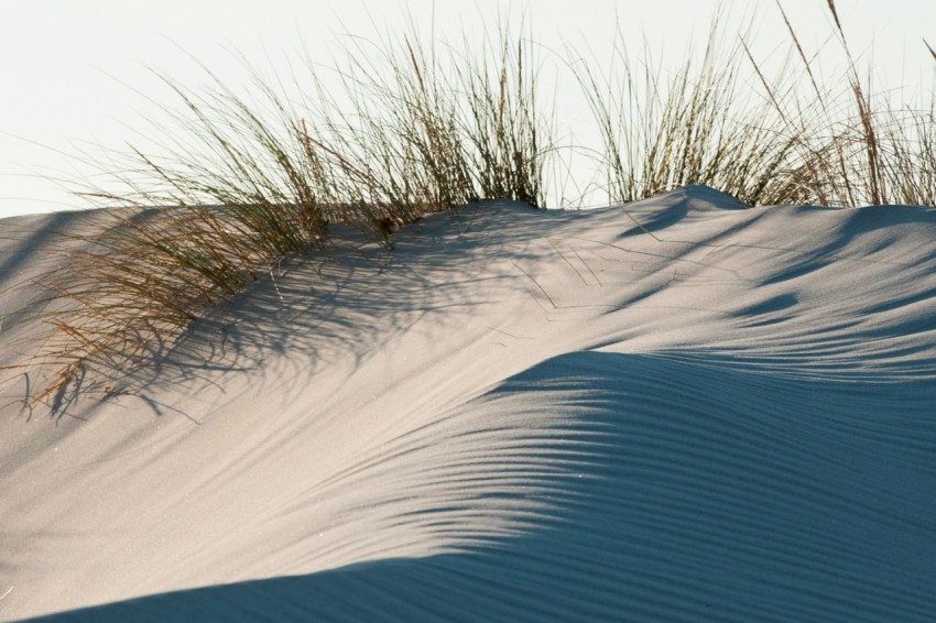 brown grasses on gray sand 1t2RPMMhI