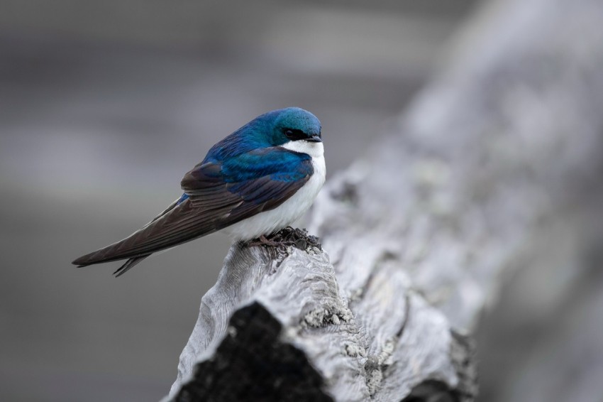 blue and white bird on tree branch