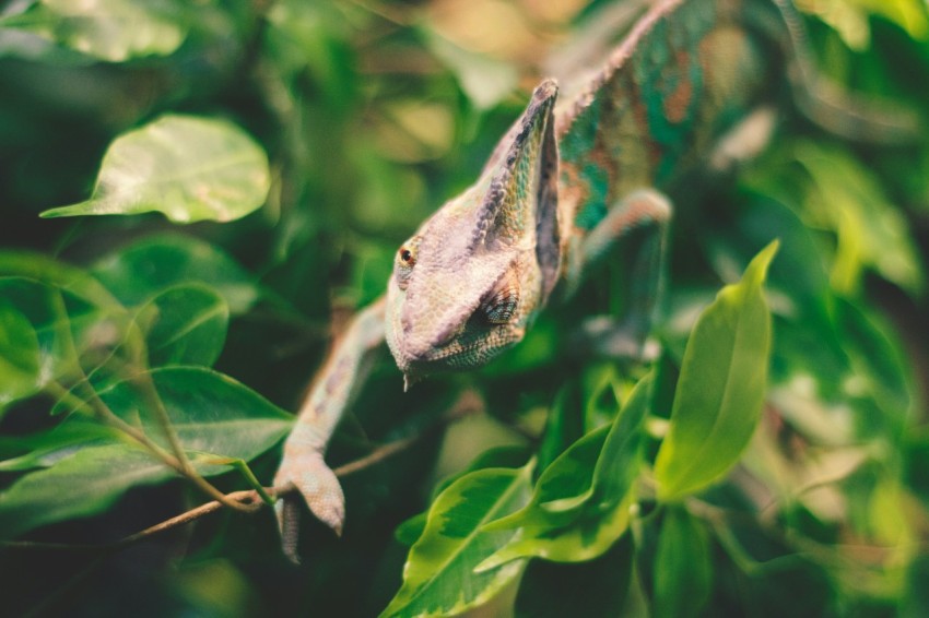 chameleon on plant alXbN1