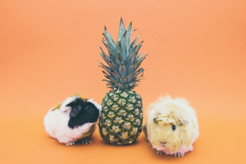 two guinea pigs beside pineapple fruit s74