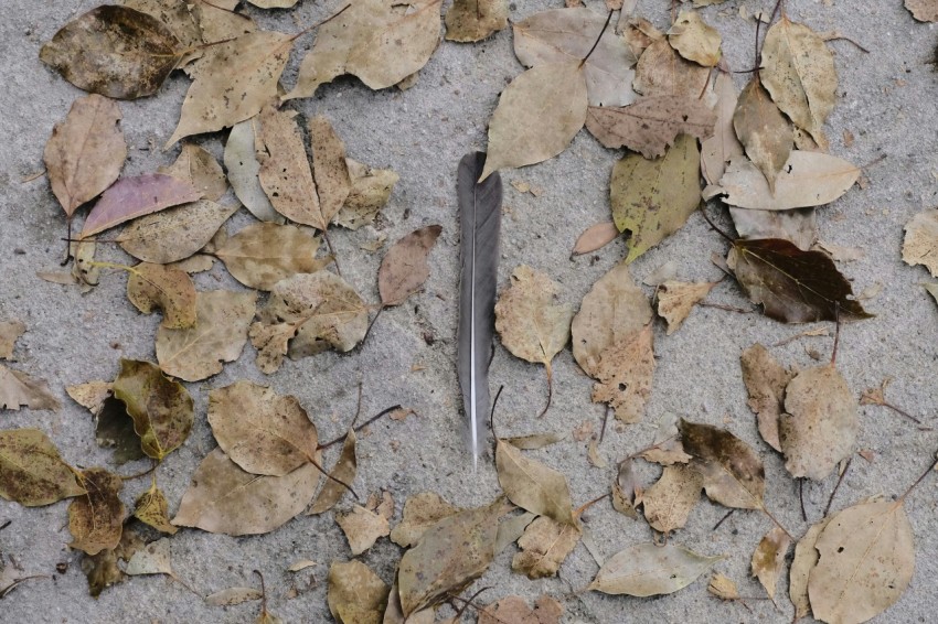 feather surrounded by leaves