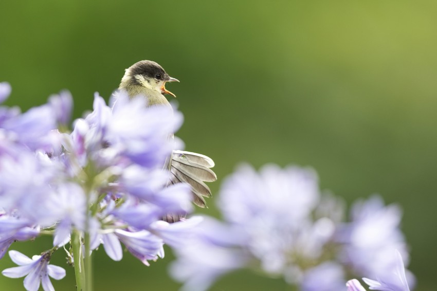 brown and yellow bird on purple flower