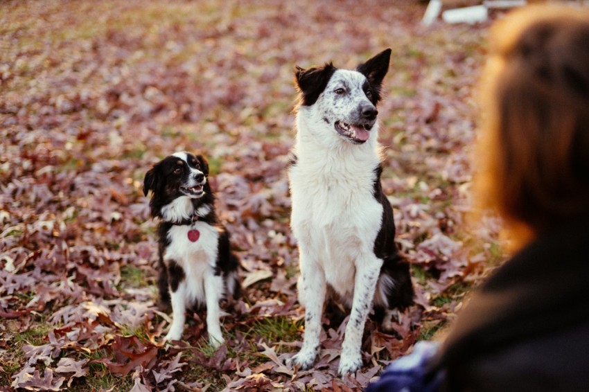 short coated white and black dogs sitting on grass field