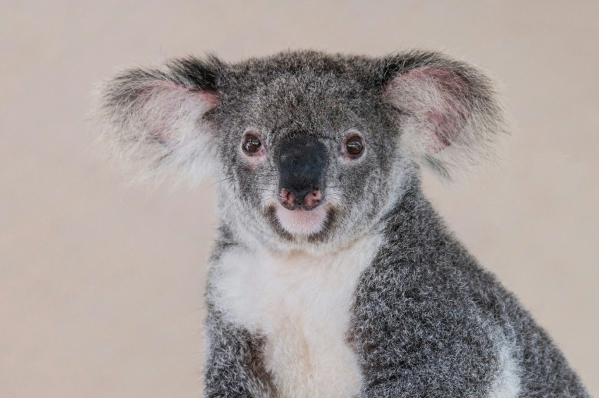 a close up of a koala on a white background