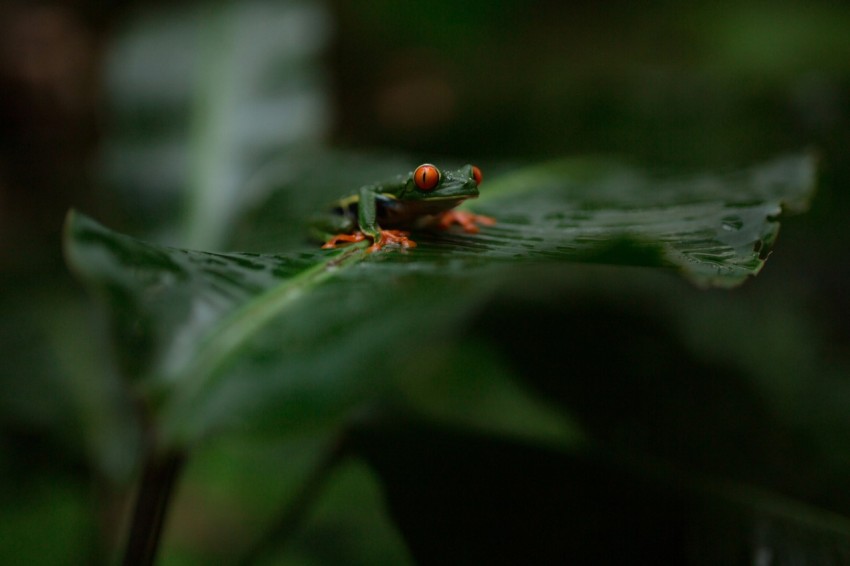 green and brown frog on green leaf