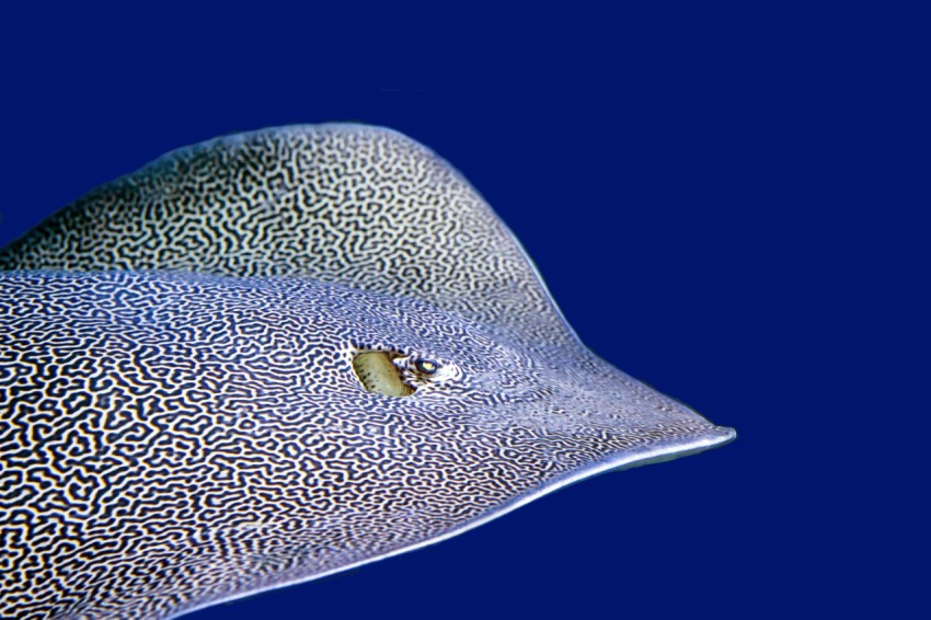 a close up of a fish on a blue background