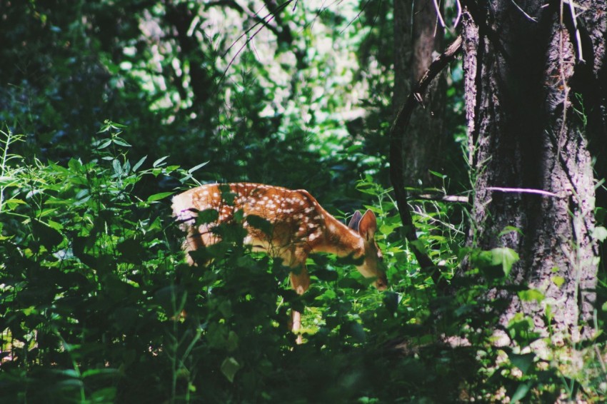 brown deep surrounded by green plants and trees