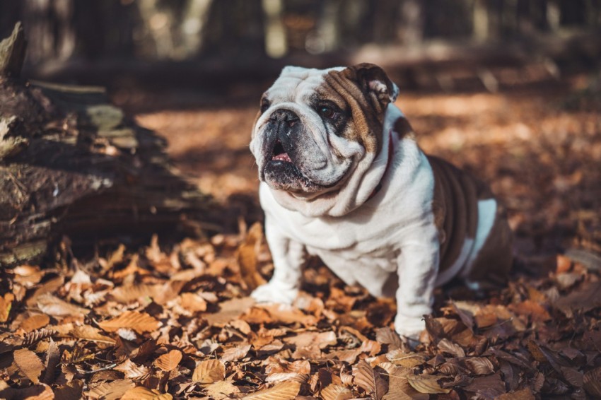 selective focus photography of short coated white and brown dog on fallen brown leaves during daytime