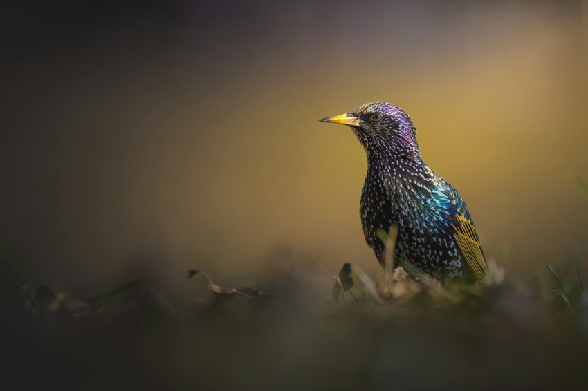 a colorful bird sitting on top of a lush green field