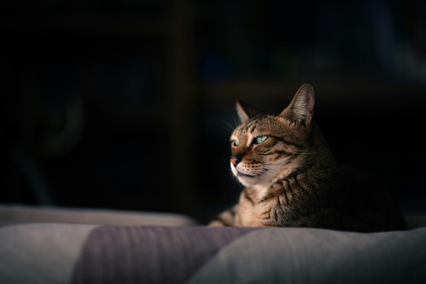 a cat sitting on a couch