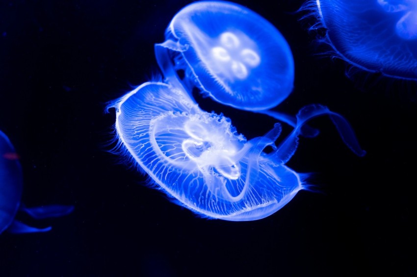 blue jellyfish in white background