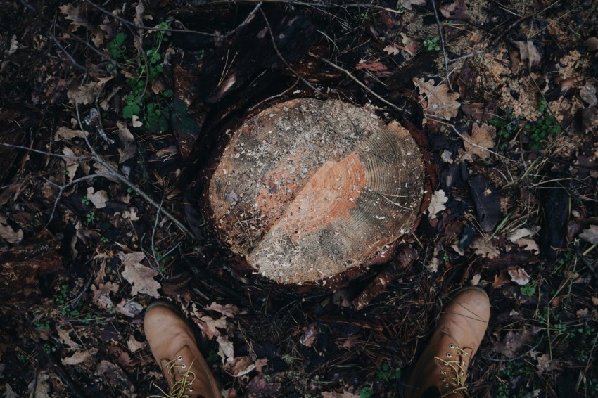 person in brown leather boots standing on brown dried leaves