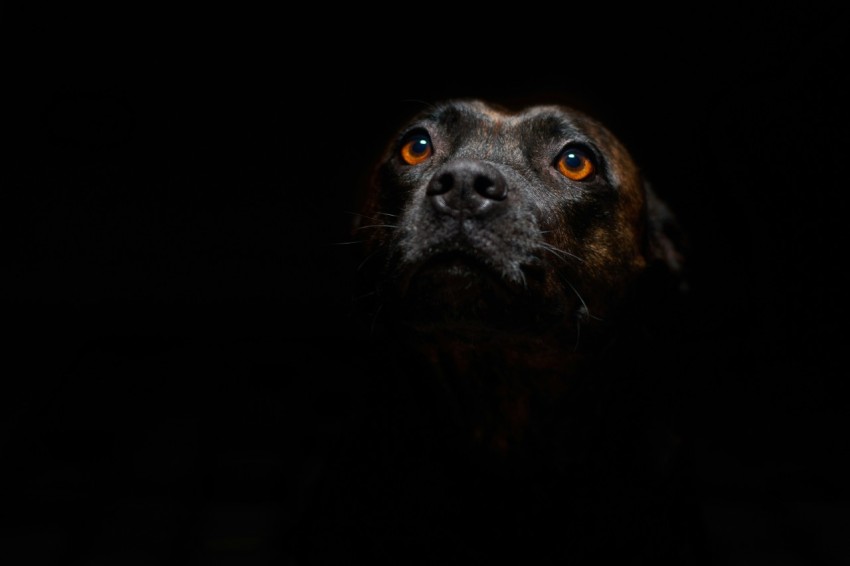 short coated brown dog