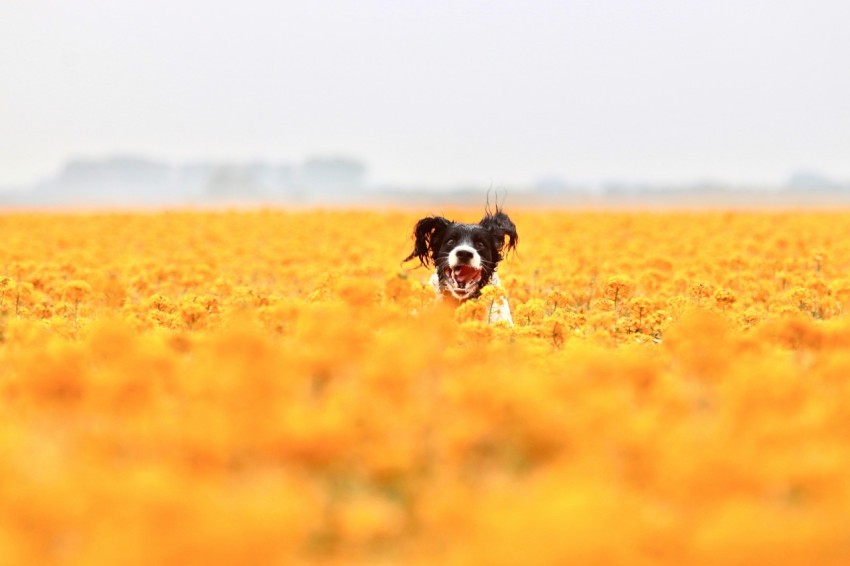 a dog running through a field of yellow flowers