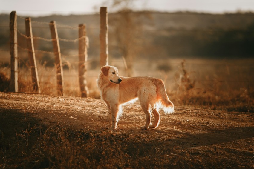 brown dog standing near fence Fk5