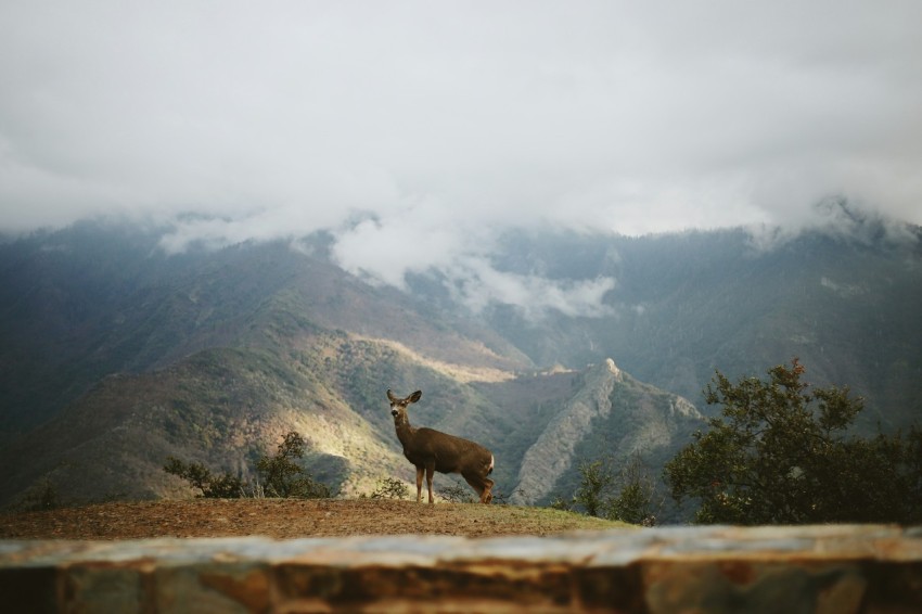 a deer standing on top of a lush green hillside